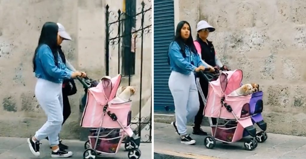 Mulheres carregam seus cães em carrinhos de bebê como seus filhos e recebem elogios